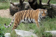Panthera tigris tigris-3