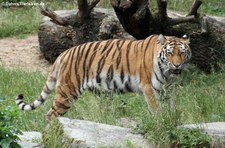 Amurtiger (Panthera tigris altaica) im Kölner Zoo