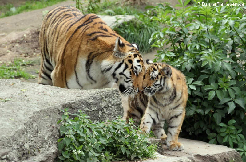 Sibirische Tiger (Panthera tigris altaica)