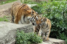 Amurtiger (Panthera tigris altaica) im Kölner Zoo