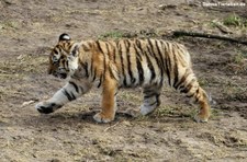 Amurtiger (Panthera tigris altaica) im Kölner Zoo
