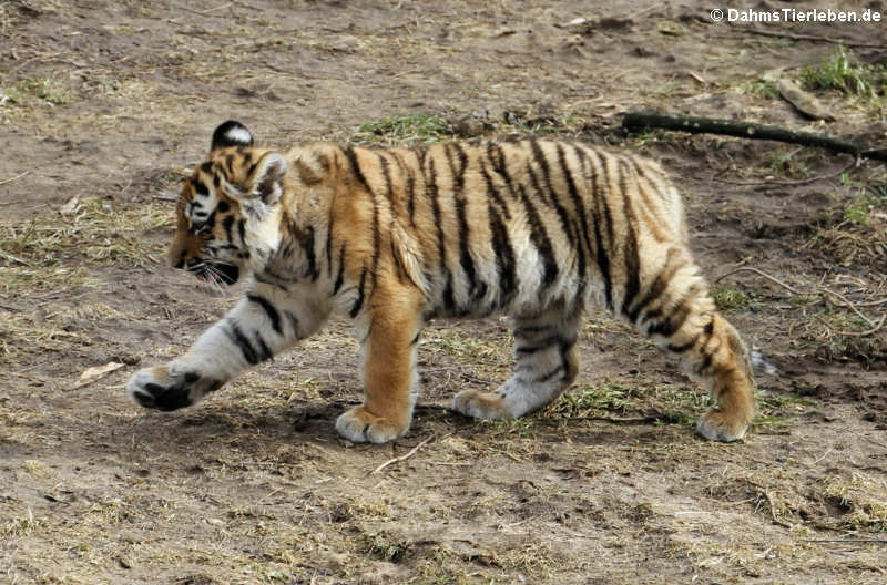 Panthera tigris altaica