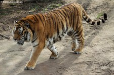 Amurtiger (Panthera tigris altaica) im Kölner Zoo