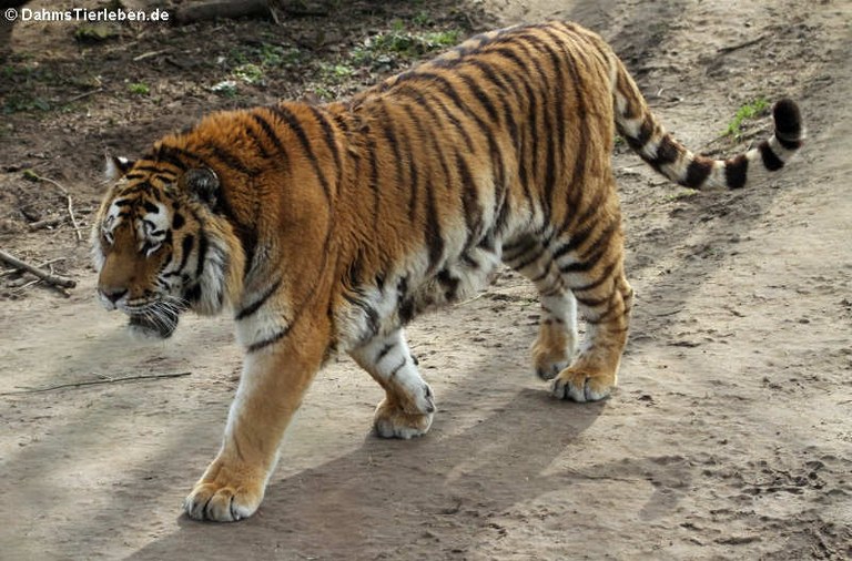 Panthera tigris altaica