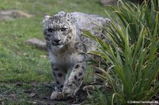 Schneeleopard (Panthera uncia) im Kölner Zoo