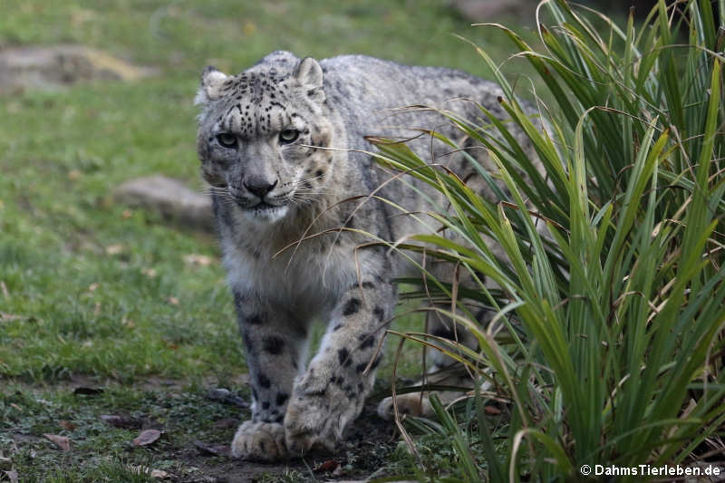 Schneeleopard (Panthera uncia)