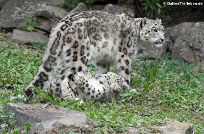 Schneeleoparden (Panthera uncia)