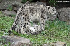 Schneeleopard (Panthera uncia) im Kölner Zoo