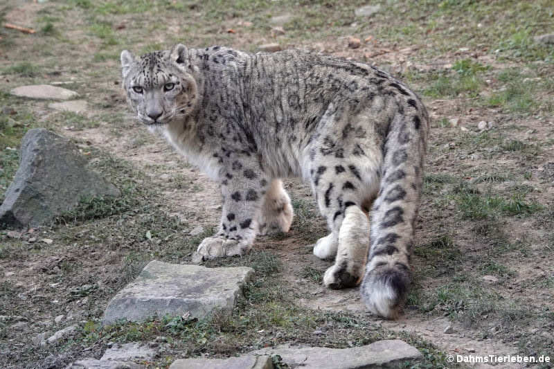 Schneeleopard (Panthera uncia)