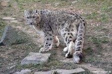 Schneeleopard (Panthera uncia) im Kölner Zoo