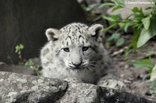 Schneeleopard (Panthera uncia) im Kölner Zoo