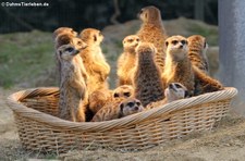 Erdmännchen (Suricata suricatta) im Kölner Zoo