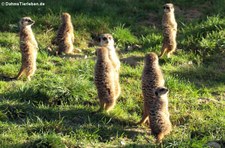 Erdmännchen (Suricata suricatta) im Kölner Zoo