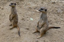 Erdmännchen (Suricata suricatta) im Kölner Zoo