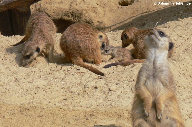 Suricata suricatta (Erdmännchen)