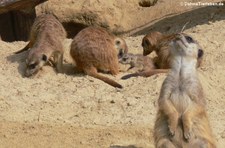 Erdmännchen mit Jungtier (Suricata suricatta) im Kölner Zoo