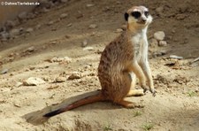 Erdmännchen (Suricata suricatta) im Kölner Zoo