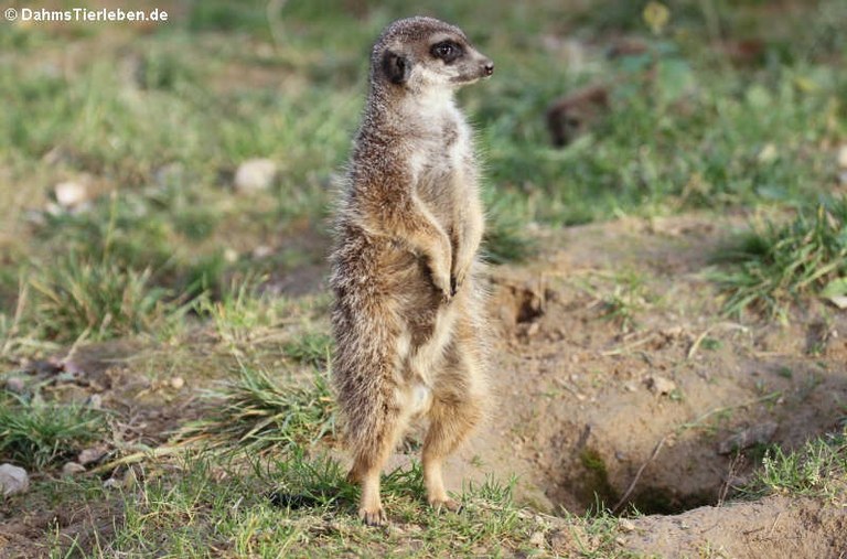 Suricata suricatta