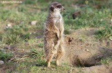 Erdmännchen (Suricata suricatta) im Kölner Zoo