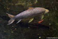 Siambarbe (Leptobarbus hoevenii) im Kölner Zoo