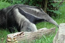 Großer Ameisenbär (Myrmecophaga tridactyla) im Kölner Zoo