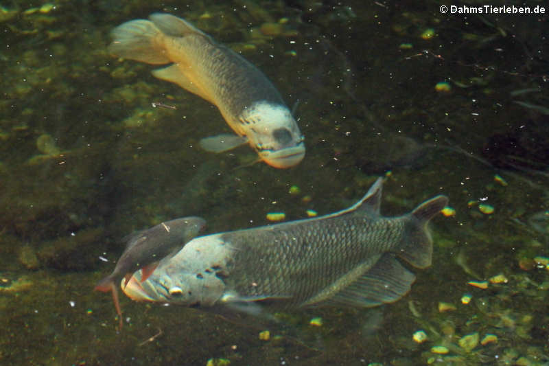 Osphronemus goramy-1