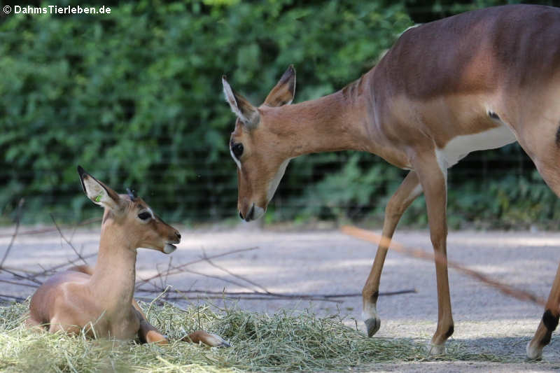 Impalas (Aepyceros melampus)