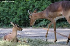 Gewöhnliche Impalas (Aepyceros melampus melampus) im Kölner Zoo