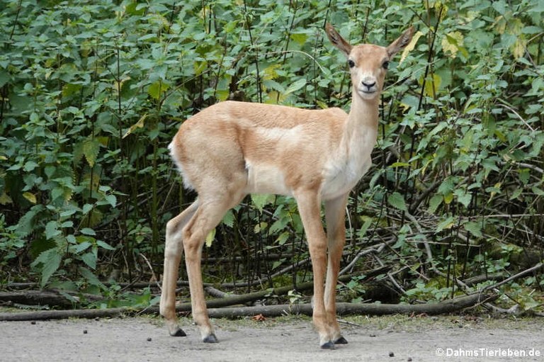 Antilope cervicapra