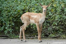 Hirschziegenantilope (Antilope cervicapra) im Kölner Zoo