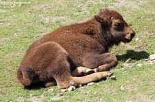 Präriebison (Bison bison bison) im Kölner Zoo
