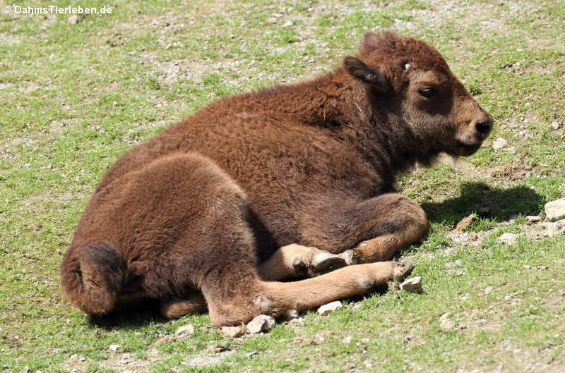 Präriebison Bos bison bison-1