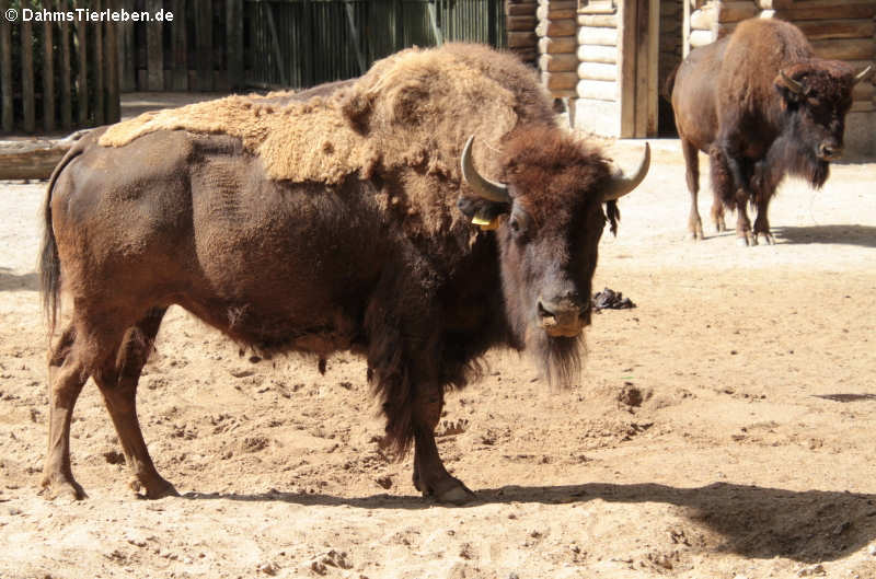 Amerikanischer Bison (Bison bison)