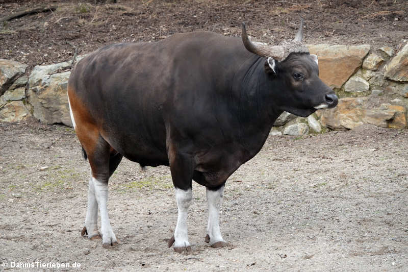 männlicher Java-Banteng (Bos javanicus javanicus)