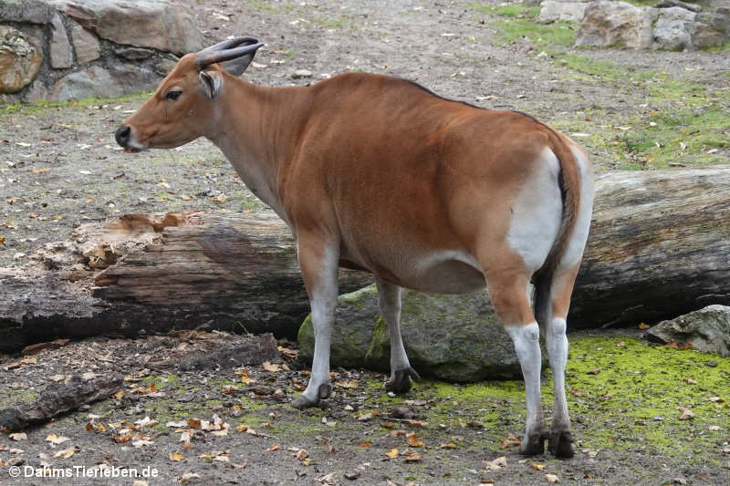 Java-Banteng Java-Banteng-4