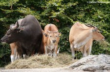 Java-Bantengs (Bos javanicus javanicus) im Kölner Zoo