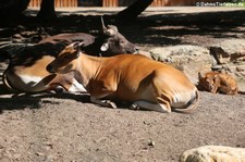 Java-Bantengs mit Jungtier (Bos javanicus javanicus) im Kölner Zoo