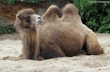 Trampeltier (Camelus ferus f. bactrianus) im Kölner Zoo