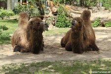 Trampeltiere (Camelus ferus f. bactrianus) im Kölner Zoo