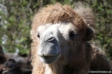 Trampeltier (Camelus ferus f. bactrianus) im Kölner Zoo