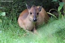 Zoo Köln