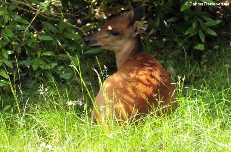 Cephalophus natalensis