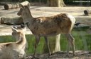 Cervus hanglu bactrianus
