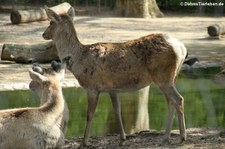 Bucharahirsch (Cervus elaphus bactrianus) im Kölner Zo