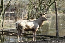 Bucharahirsch (Cervus elaphus bactrianus) im Kölner Zoo