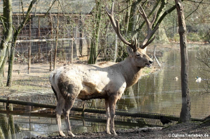 Bucharahirsch (Cervus elaphus bactrianus)