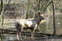 Cervus hanglu bactrianus