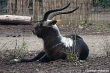 männliche Weißnacken-Moorantilope (Kobus megaceros) im Kölner Zoo