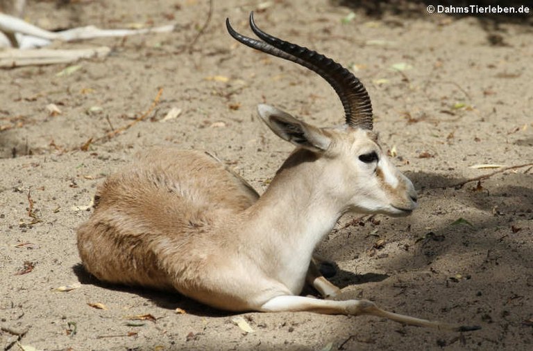 Gazella subgutturosa