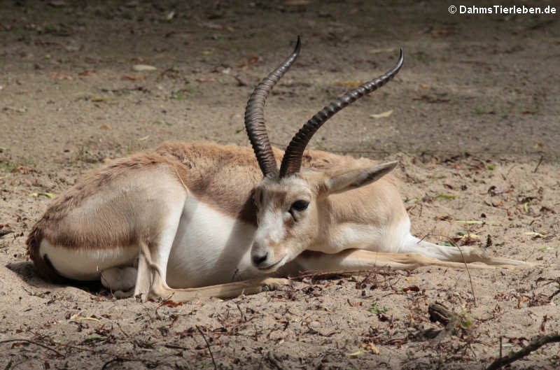 Kropfgazelle (Gazella subgutturosa)